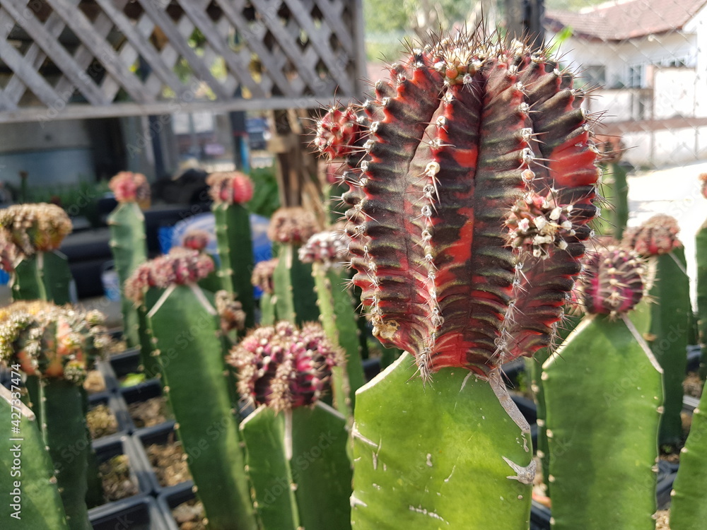 Naklejka premium purple cactus 