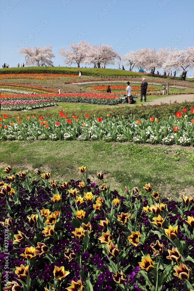 馬見丘陵公園 チューリップフェア Stock Photo Adobe Stock
