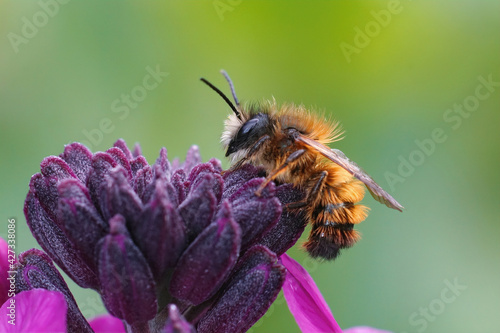 Leinwand Poster Closeup of a fresh emerged male red mason bee (Osmia rufa) on a purple wallflowe