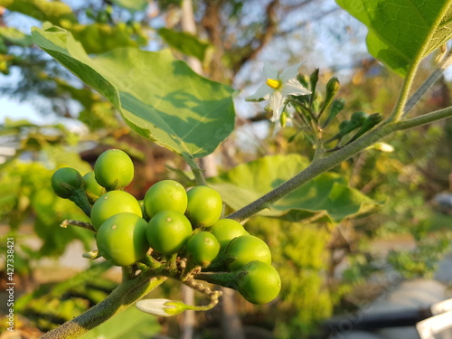 green grapes on vine
