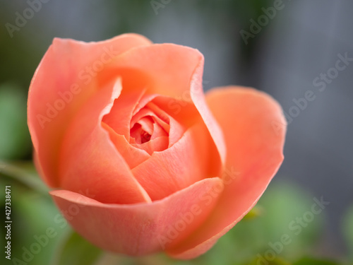 orange rose closeup
