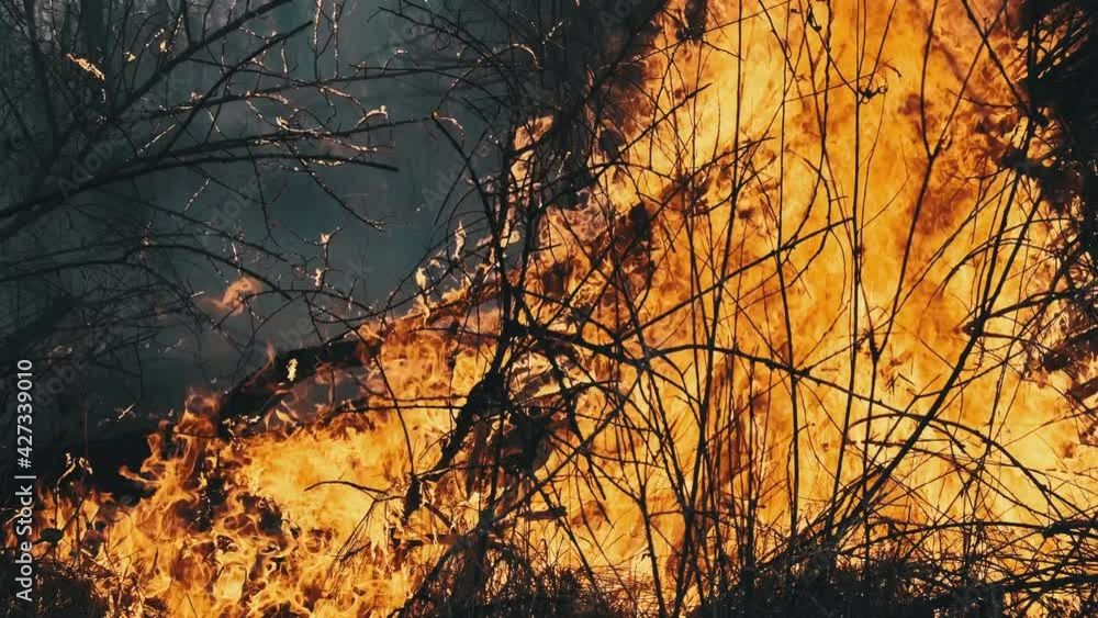 Wildfire in the spring forest, burning dry grass, trees, bushes. Flames