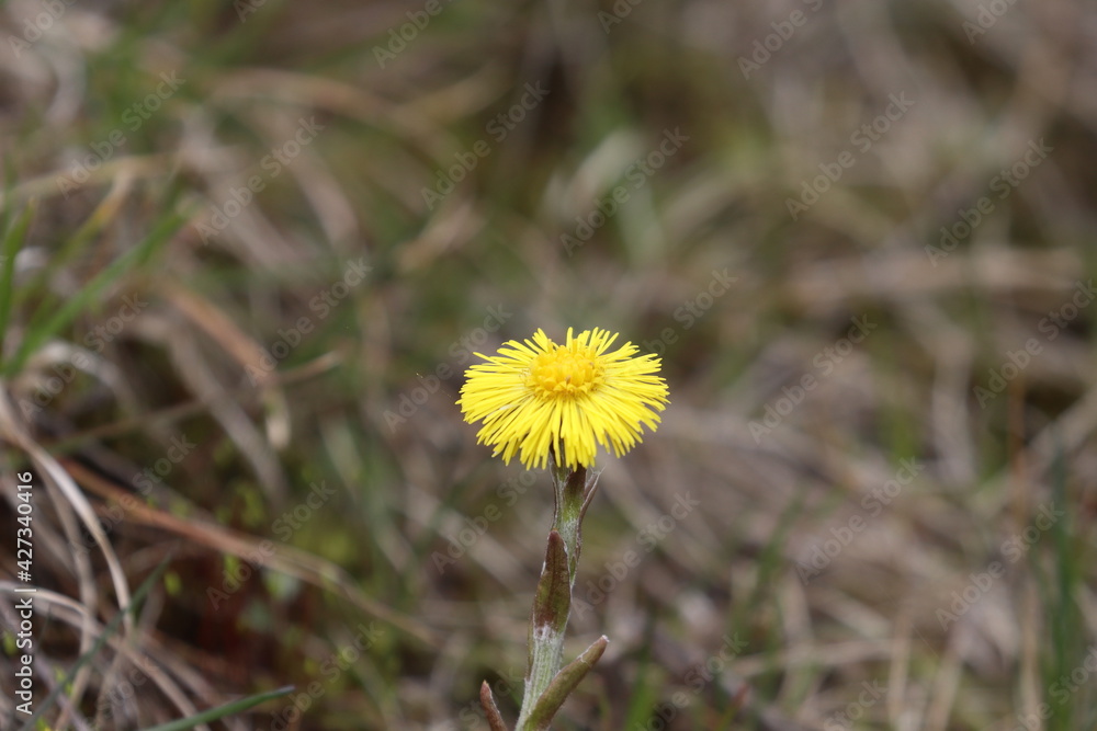 yellow dandelion flower, spring time in Poland yellow dandelion flower, spring time in Poland
