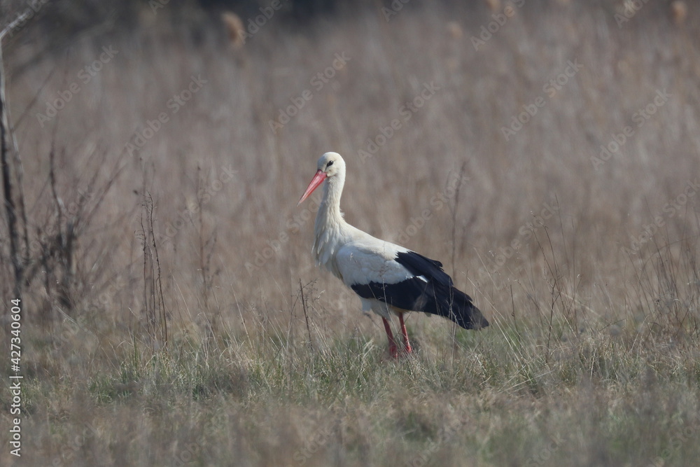 white stork ciconia, Polish nature
