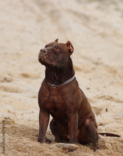 brown thoroughbred dog, pit bull