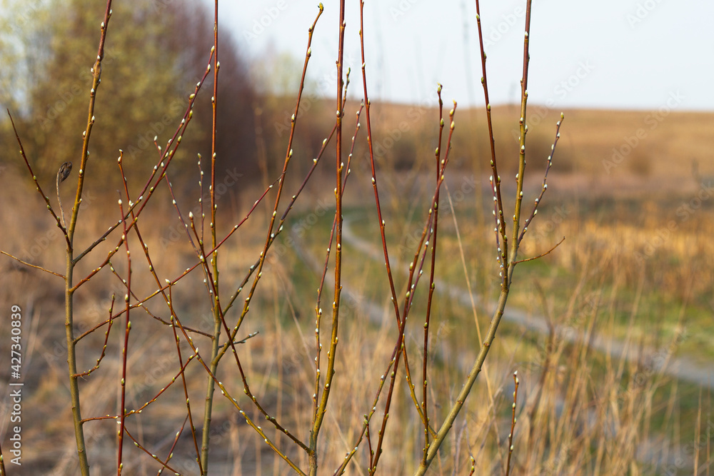 Willow young tree with opening buds and unfocused countryside landskape with a road. Spring background. Seasonal nature colors. Willow young tree with opening buds and unfocused countryside landskape with a road. Spring background. Seasonal nature colors.