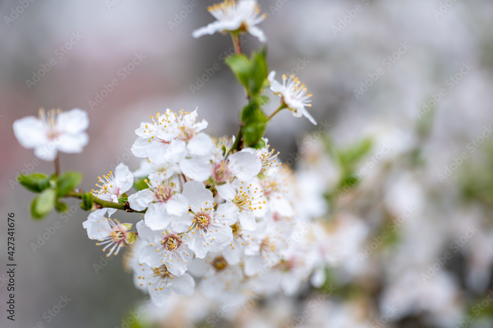 branch covered with white flowers, spring bloom branch covered with white flowers, spring bloom