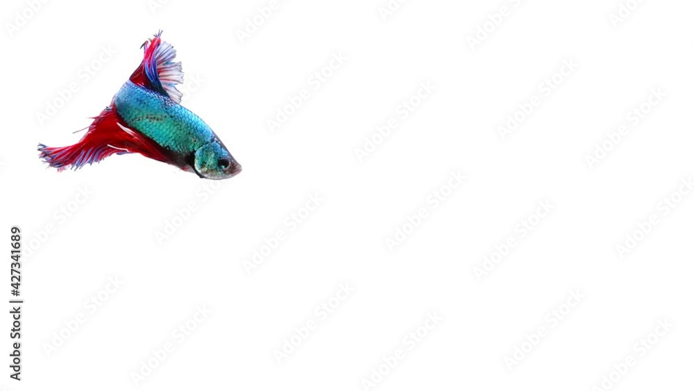 Siamese fighting fish (Betta splendens) Siamese fighting fish (Betta splendens)