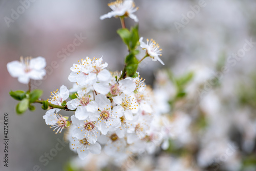 branch covered with white flowers, spring bloom