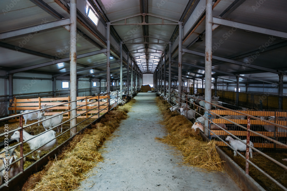 Dairy goats in modern free livestock stall Dairy goats in modern free livestock stall