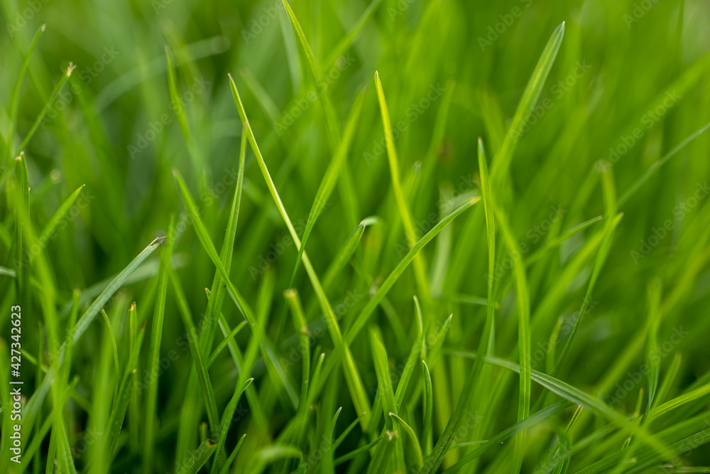 fresh, juicy grass in the meadow close-up fresh, juicy grass in the meadow close-up