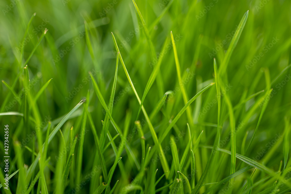fresh, juicy grass in the meadow close-up fresh, juicy grass in the meadow close-up