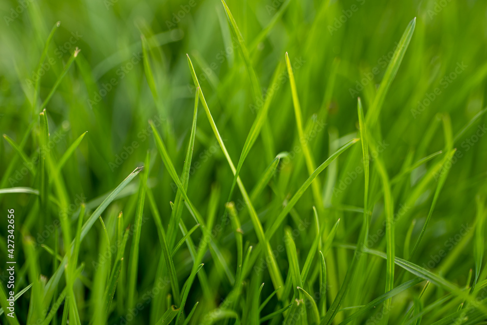 fresh, juicy grass in the meadow close-up