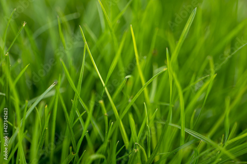 fresh, juicy grass in the meadow close-up