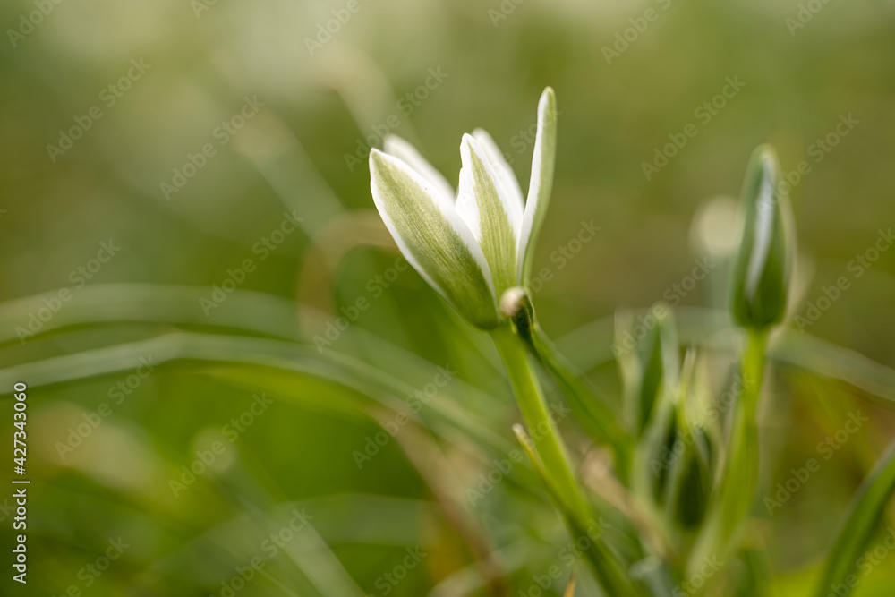 late snowdrop in meadow environment grass late snowdrop in meadow environment grass
