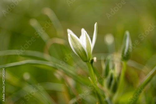 late snowdrop in meadow environment grass