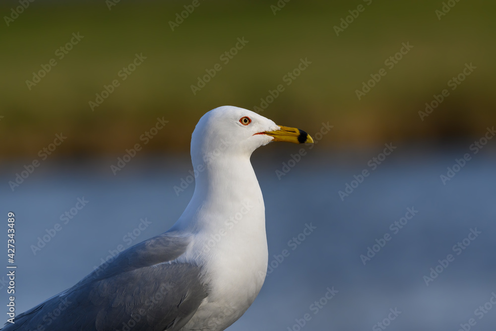 Ring-billed Gull Closeup Portrait in Spring