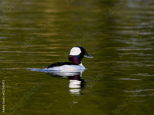 Male Bufflehead Swimming on Pond with Green Water in Early Spring 