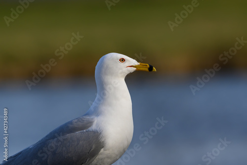 Ring-billed Gull Closeup Portrait in Spring