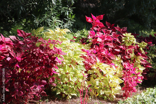 Espagne - Costa Brava - Jardin botanique de Marimurtra - Buisson de coléus colorés