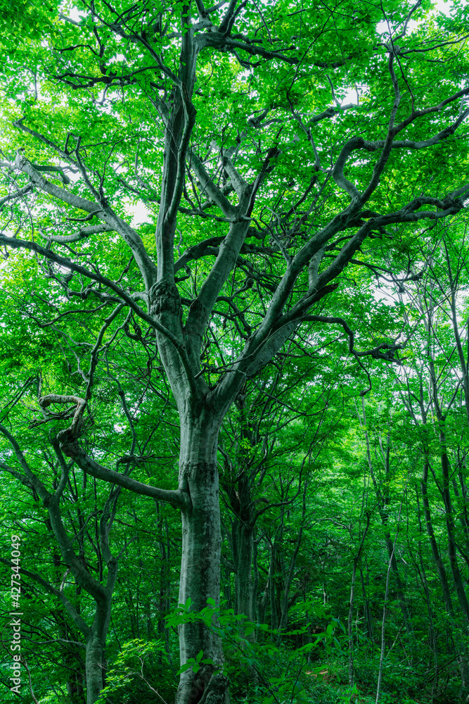Naklejka premium 緑の葉が濃い森
