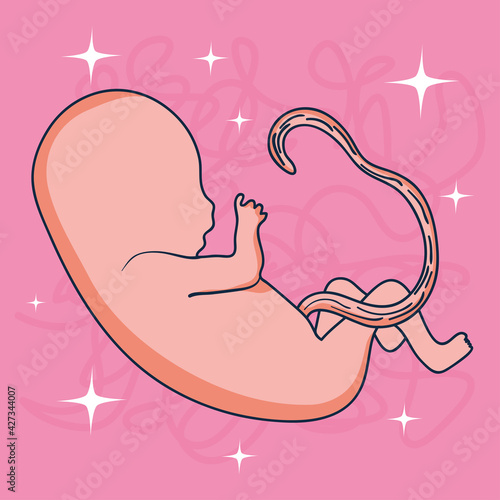 baby fetus illustration