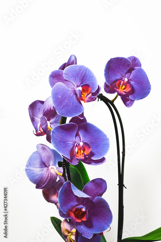 Bright Blossoming blooming orchid flower in pot on white background