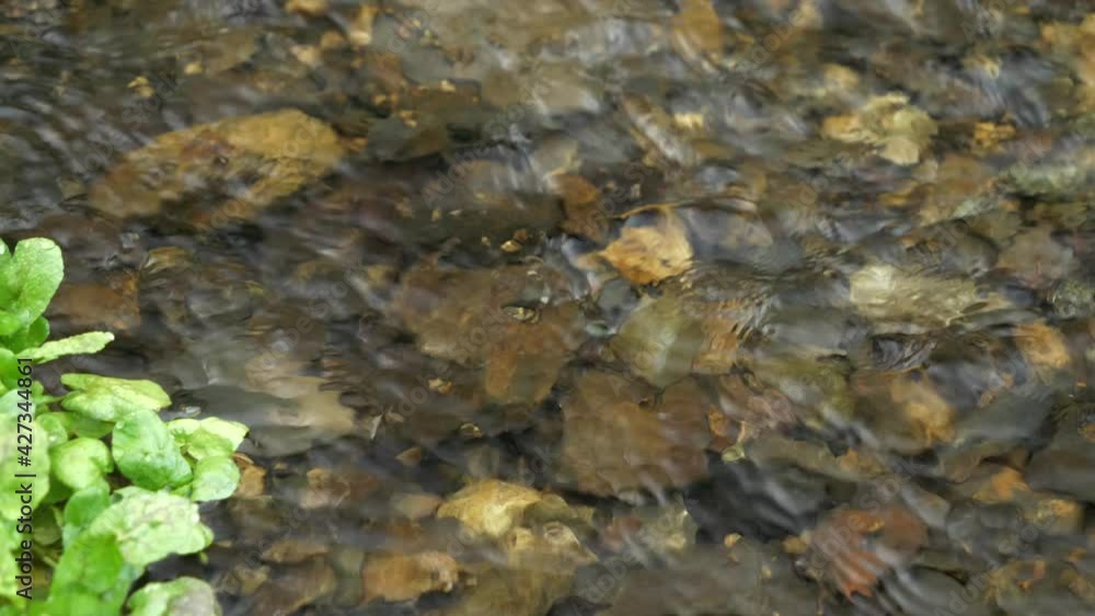 日本の美しい渓流 水のせせらぎと野鳥の鳴き声 日本の美しい渓流 水のせせらぎと野鳥の鳴き声