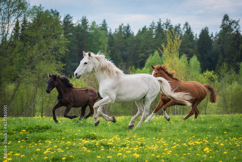 Fototapeta premium Herd of horses running on the field with flowers in summer