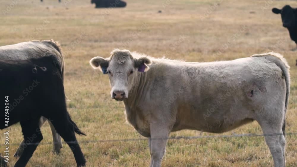 White cow staring and blinking eye, walking on field, in USA - Slow motion, pan view White cow staring and blinking eye, walking on field, in USA - Slow motion, pan view