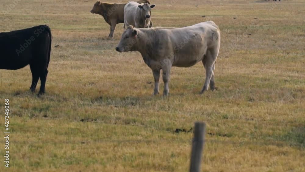Pack of cattle, standing on field, in Colorado - Slow motion, tilt up view Pack of cattle, standing on field, in Colorado - Slow motion, tilt up view