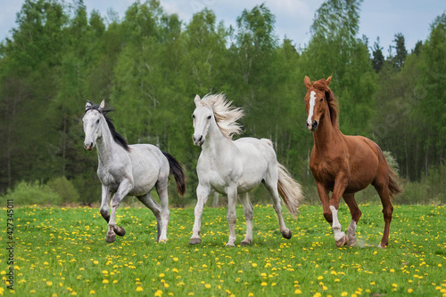 Three horses running on the field with flowers in summer