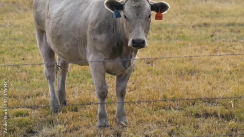 Wallpaper Mural Determined white cow standing and staring on a autumn dry field - Slowmo tilt view Torontodigital.ca