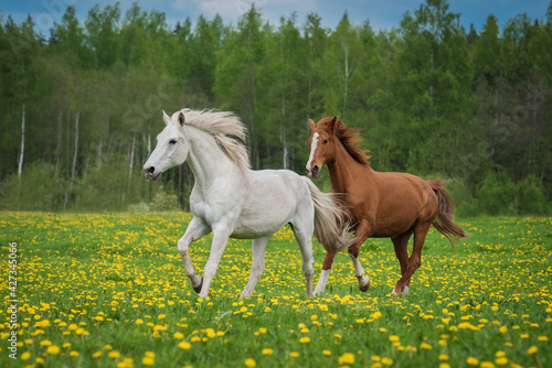 Two horses running on the field with flowers in summer