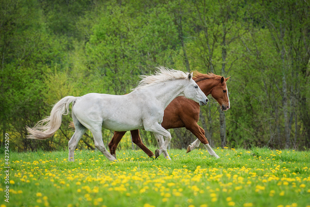 Fototapeta premium Two horses running on the field with flowers in summer