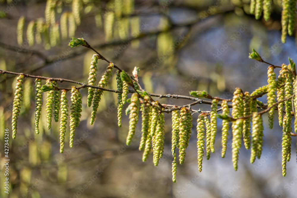 Naklejka premium many green male beech blossoms on a branch 