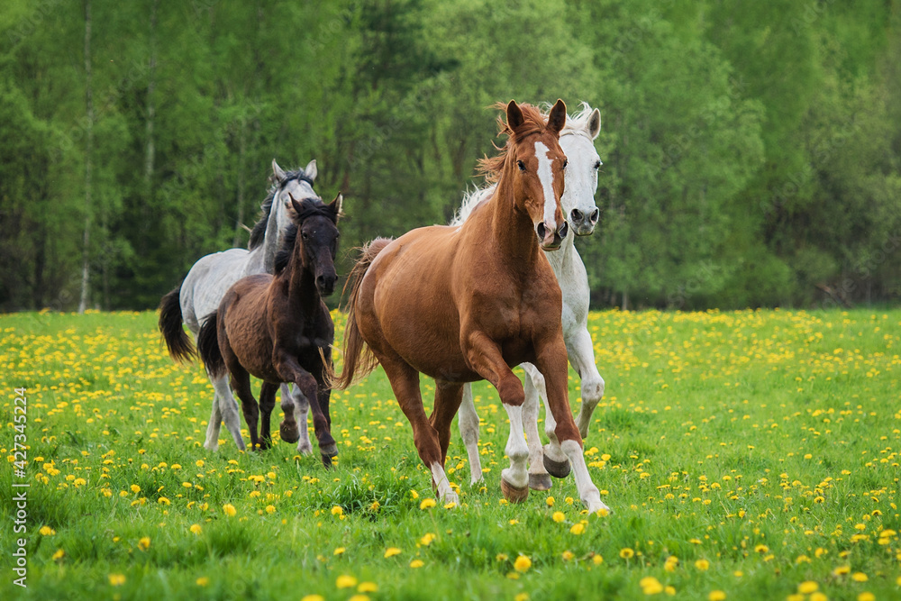 Fototapeta premium Herd of horses running on the field with flowers in summer