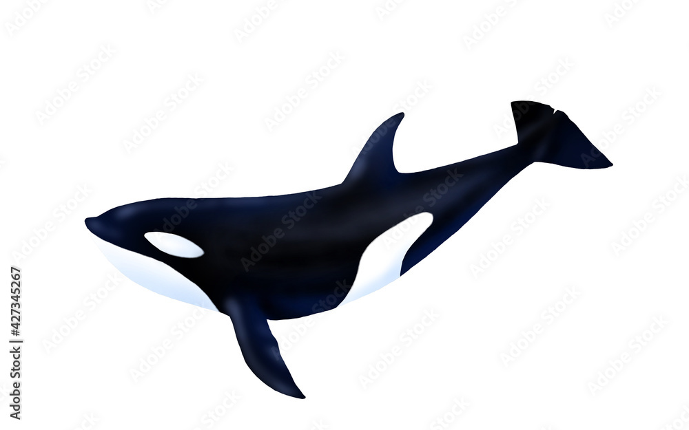 Fototapeta premium Illustration of swimming orca on white