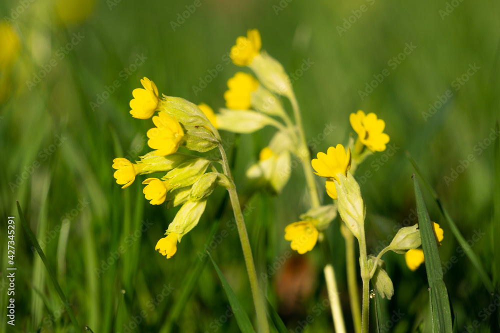 Fototapeta premium Close up of the flower of a cowslip