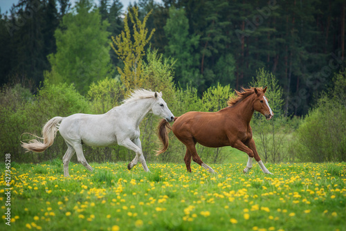 Two horses running on the field with flowers in summer © Rita Kochmarjova
