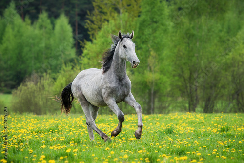 Grey horse running on the field with flowers in summer
