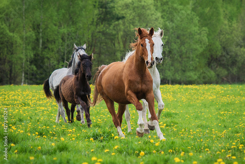 Herd of horses running on the field with flowers in summer © Rita Kochmarjova