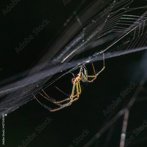 Wallpaper Mural Orchid spider on her web Torontodigital.ca
