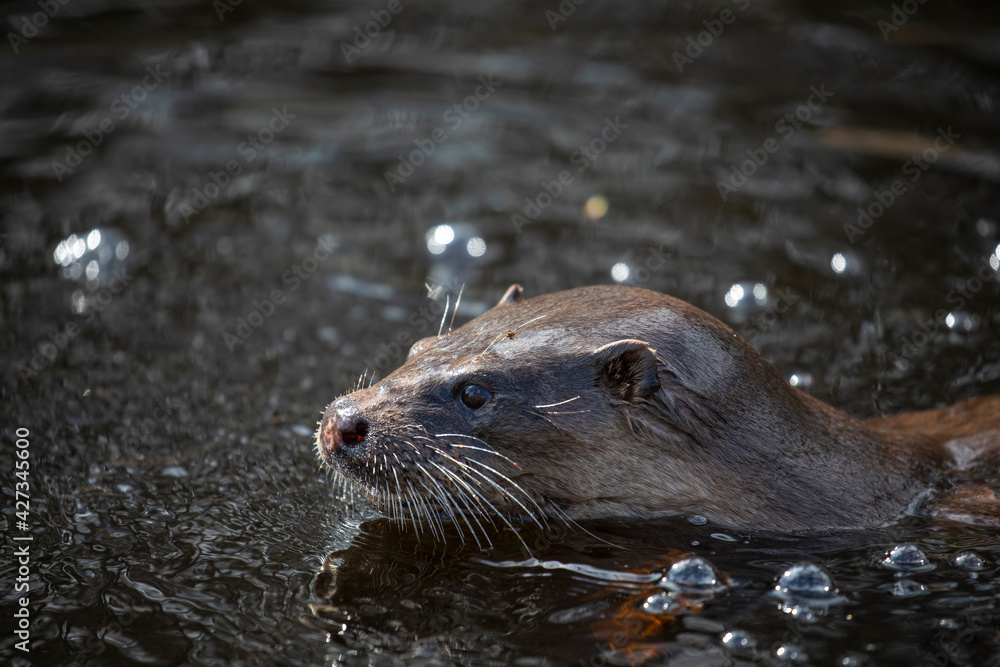 Euroasian otter, Lutra lutra, close up of face while swimming in river, water, during spring in Scotland.