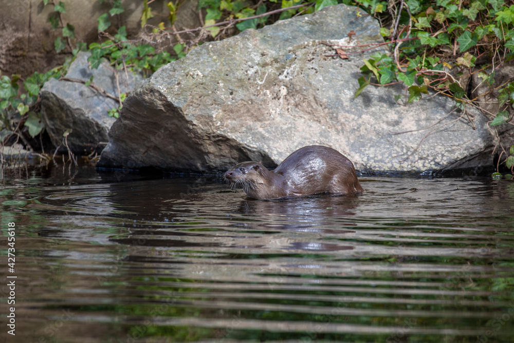 Euroasian otter, Lutra lutra, standing in shallow river looking to left during a sunny spring day in Scotland.