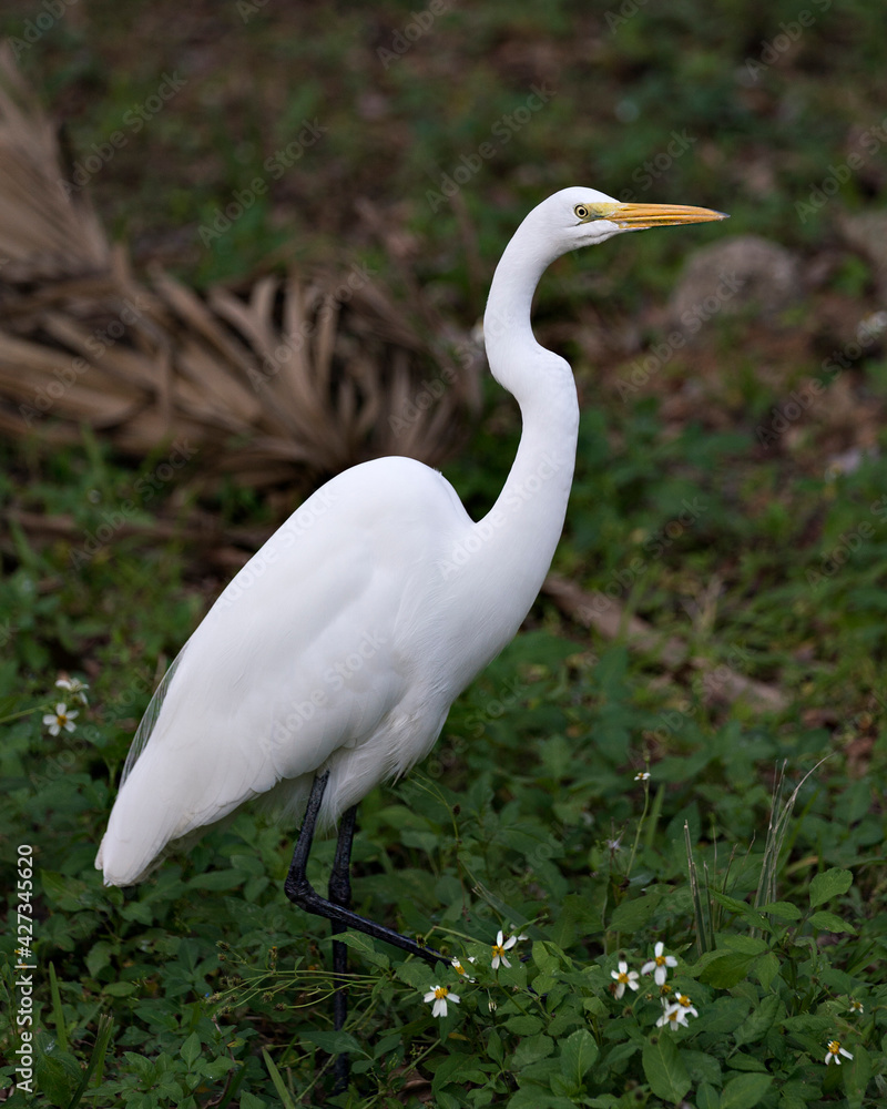Great White Egret Stock Photos. Close-up profile view in foliage and white flowers foreground and evergreen background displaying white feather plumage in its environment and habitat. Image. Great White Egret Stock Photos. Close-up profile view in foliage and white flowers foreground and evergreen background displaying white feather plumage in its environment and habitat. Image.