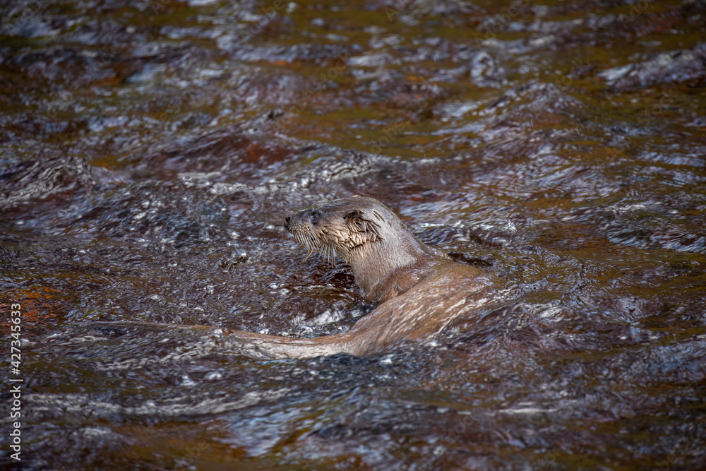 Obraz premium Euroasian otter, Lutra lutra, close up of behaviour while fishing in a shallow river during spring in Scotland.