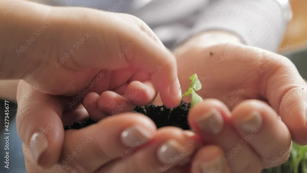 Plant growth. Close up hands holding sapling of young green plant. Earth day spring holiday. Female hand plants young green plant in earth. Concept nature conservation. Ecology protection. Save planet Plant growth. Close up hands holding sapling of young green plant. Earth day spring holiday. Female hand plants young green plant in earth. Concept nature conservation. Ecology protection. Save planet