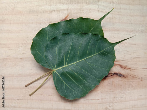 Green leaves (Drepane punctata) isolated on wooden background closeup. photo