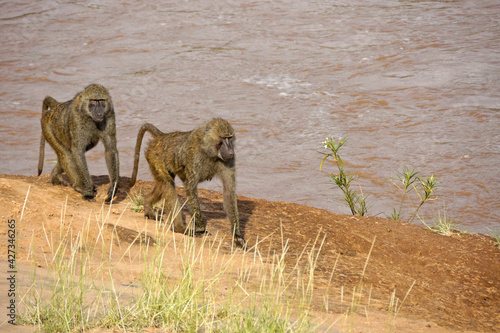 Olive baboons walking beside Ewaso (Uaso) Nyiro river, Samburu Game Reserve, Kenya
